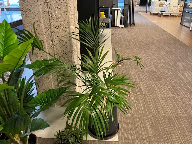 Plant met pot (6x) - afbeelding 2 van  7