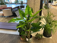 Plant met pot (6x) - afbeelding 3 van  7