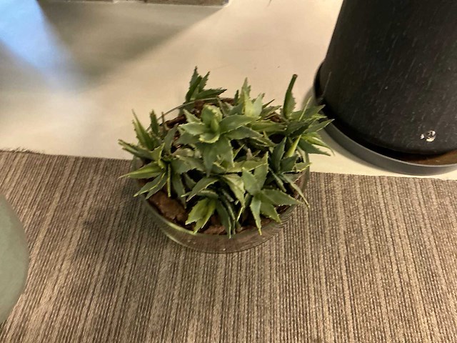 Plant met pot (6x) - afbeelding 4 van  7