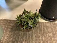 Plant met pot (6x) - afbeelding 4 van  7