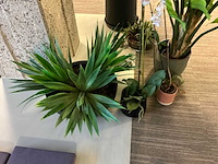 Plant met pot (6x) - afbeelding 5 van  7