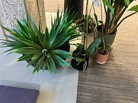 Plant met pot (6x) - afbeelding 6 van  7