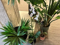 Plant met pot (6x) - afbeelding 7 van  7