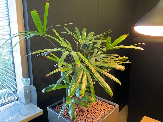 Plant met pot en vazen - afbeelding 2 van  6