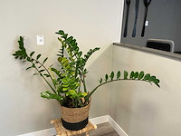 Plant met pot op kruk - afbeelding 1 van  4