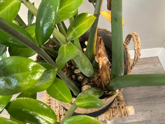 Plant met pot op kruk - afbeelding 2 van  4