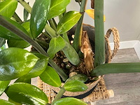 Plant met pot op kruk - afbeelding 2 van  4