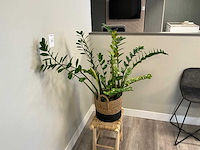 Plant met pot op kruk - afbeelding 3 van  4