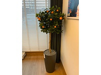Plant met pot - afbeelding 3 van  6