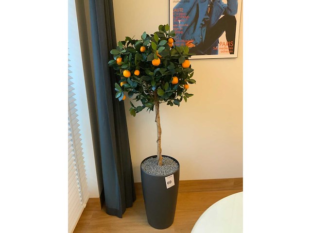 Plant met pot - afbeelding 4 van  6