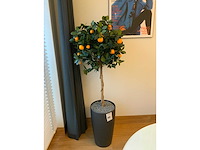 Plant met pot - afbeelding 4 van  6