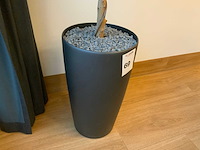 Plant met pot - afbeelding 5 van  6