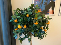 Plant met pot - afbeelding 6 van  6