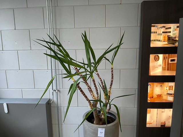 Plant met pot - afbeelding 1 van  3