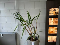 Plant met pot - afbeelding 1 van  3