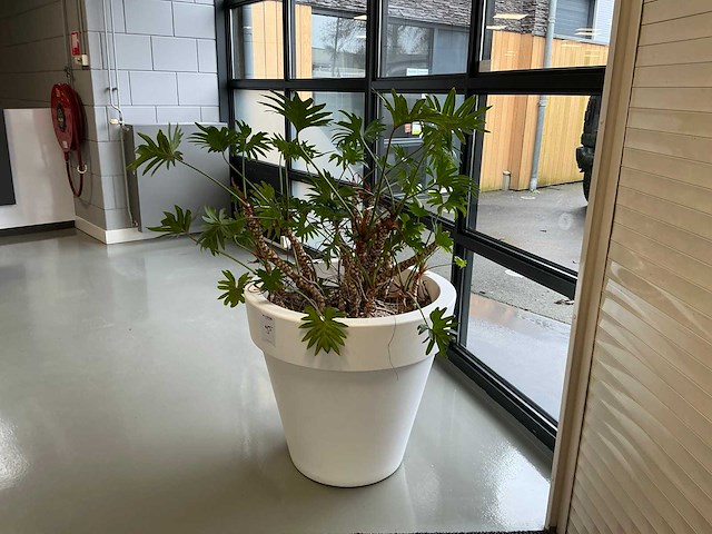 Plant met pot - afbeelding 1 van  5