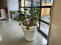 Plant met pot - afbeelding 1 van  5