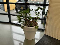 Plant met pot - afbeelding 2 van  5