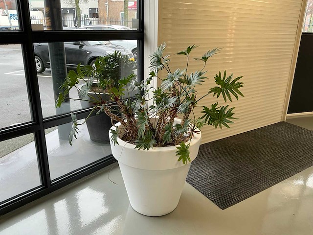 Plant met pot - afbeelding 4 van  5