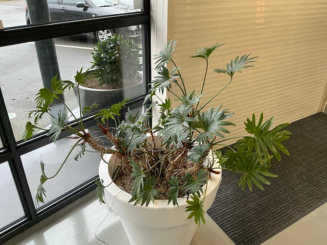 Plant met pot - afbeelding 5 van  5