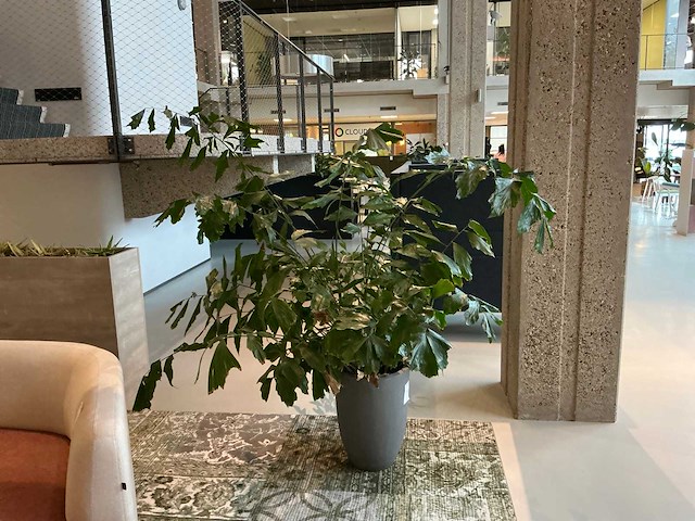 Plant met pot - afbeelding 2 van  2