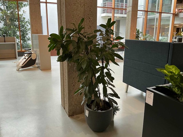 Plant met pot - afbeelding 1 van  4