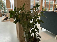 Plant met pot - afbeelding 2 van  4