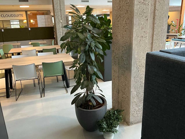 Plant met pot - afbeelding 3 van  4