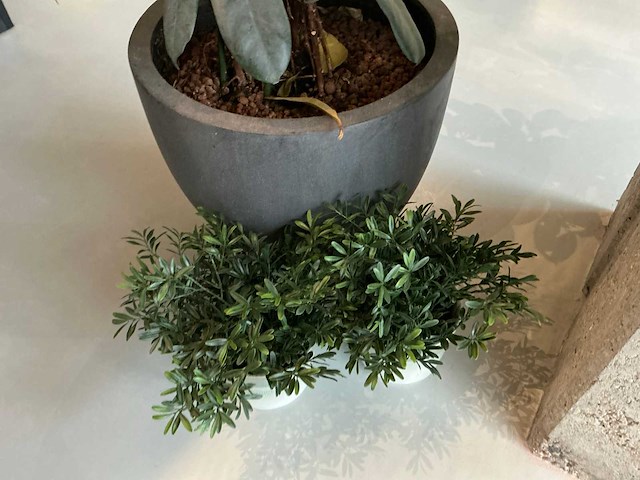 Plant met pot - afbeelding 4 van  4
