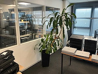 Plant met pot - afbeelding 3 van  3