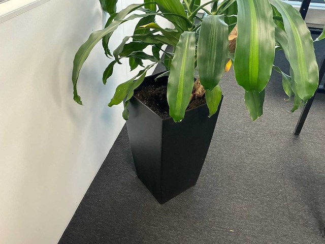 Plant met pot - afbeelding 1 van  3
