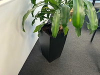 Plant met pot - afbeelding 1 van  3