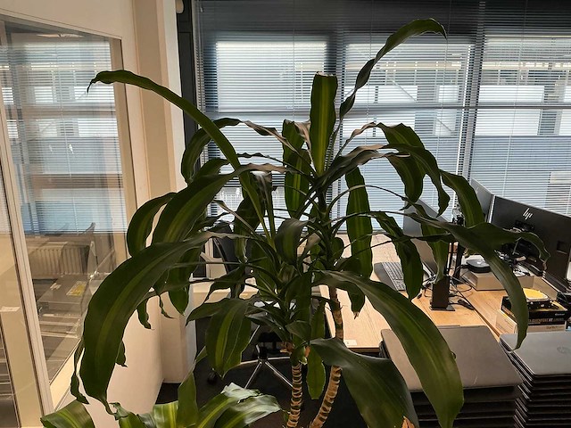 Plant met pot - afbeelding 2 van  3