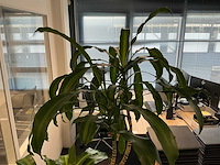 Plant met pot - afbeelding 2 van  3