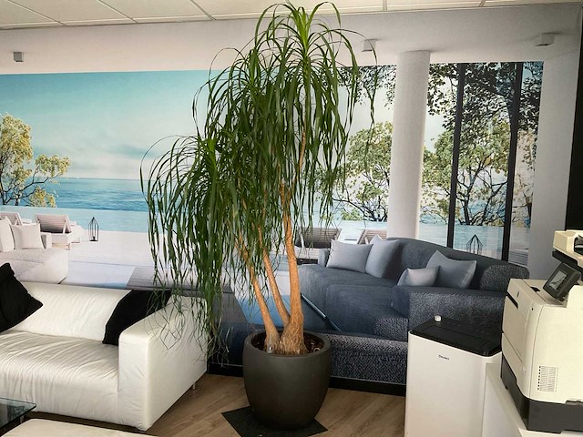 Plant met pot - afbeelding 1 van  5