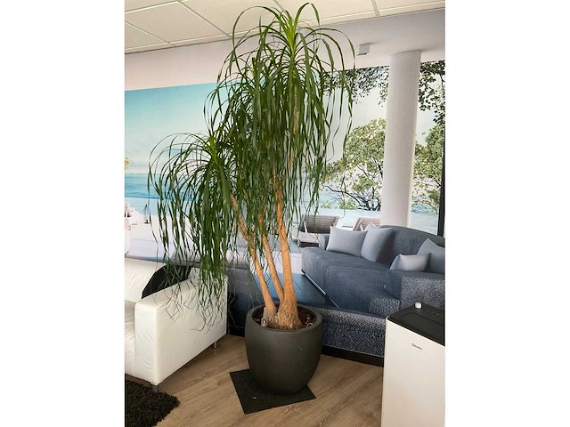 Plant met pot - afbeelding 2 van  5