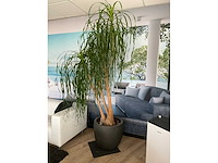 Plant met pot - afbeelding 2 van  5