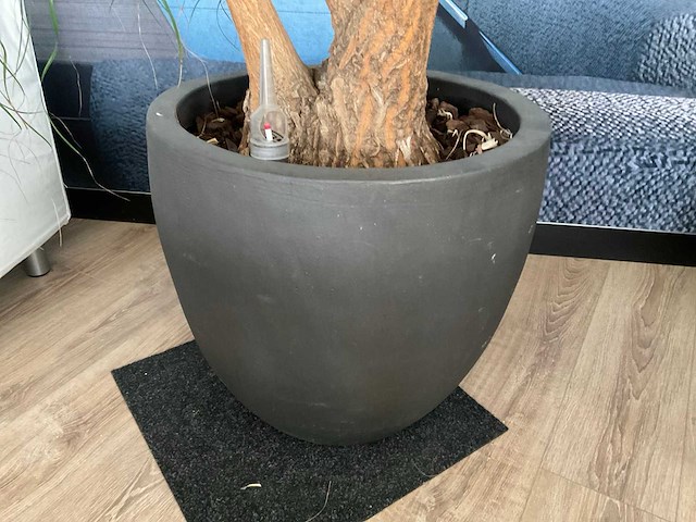 Plant met pot - afbeelding 3 van  5