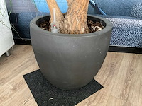 Plant met pot - afbeelding 3 van  5