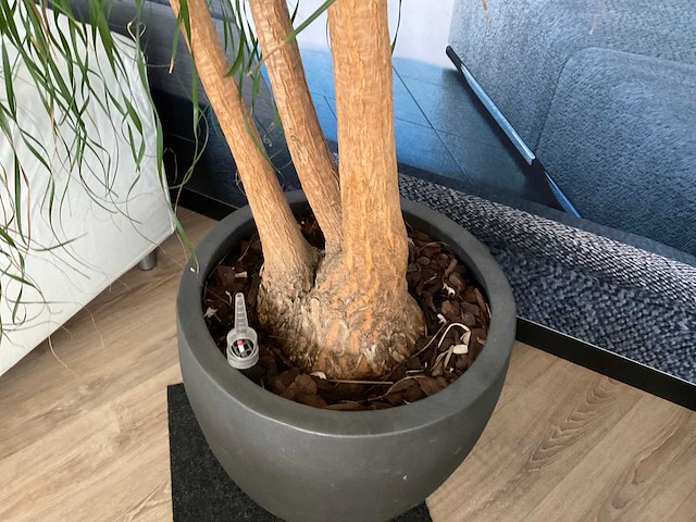 Plant met pot - afbeelding 4 van  5