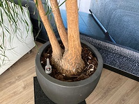 Plant met pot - afbeelding 4 van  5