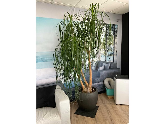 Plant met pot - afbeelding 5 van  5