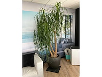 Plant met pot - afbeelding 5 van  5