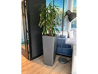 Plant met pot - afbeelding 2 van  4