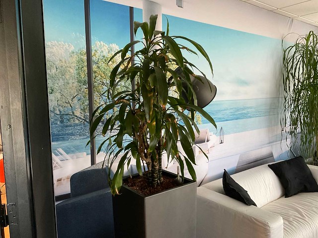 Plant met pot - afbeelding 3 van  4
