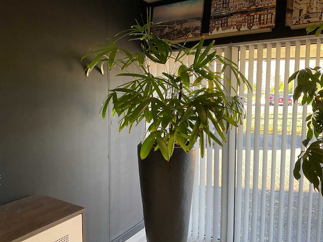 Plant met pot - afbeelding 1 van  4