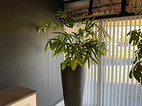 Plant met pot - afbeelding 1 van  4