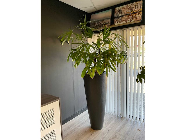 Plant met pot - afbeelding 2 van  4