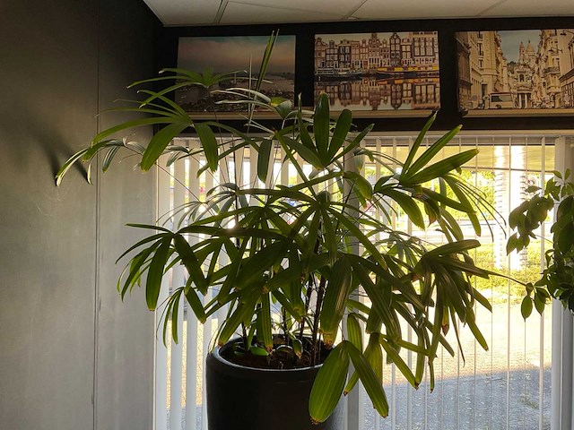 Plant met pot - afbeelding 3 van  4