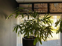 Plant met pot - afbeelding 3 van  4